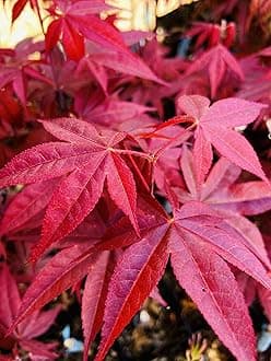 Rhode Island Red Japanese Maple 2 - Year Live Plant