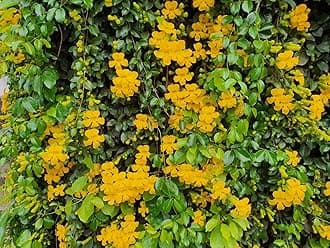 Cat's Claw Creeper Plant, Fast-Growing Climber with Vibrant Yellow Flowers for Garden & Walls, Easy to Grow, Hardy from Wynorg (6 CATS CLAW)