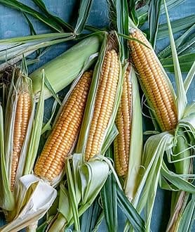 Golden Bantam Sweet Corn Seeds 200 seeds