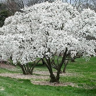 Magnolia Stellata Starry Plant - Outdoor Garden Ready Flowering Shrub - Beautiful Hardy Deciduous Shrub for Gardens and Patios (9cm Pot, 20-30cm)