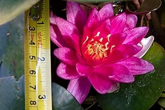 Rembrandt Water Lily - Live Water Plant Aquatic Pond Lake Marginal - Kit