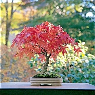 Japanese Maple Bonsai Plant