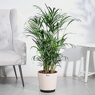 UGAOO Areca Palm Natural Live Indoor Plant with Pot - Extra Large