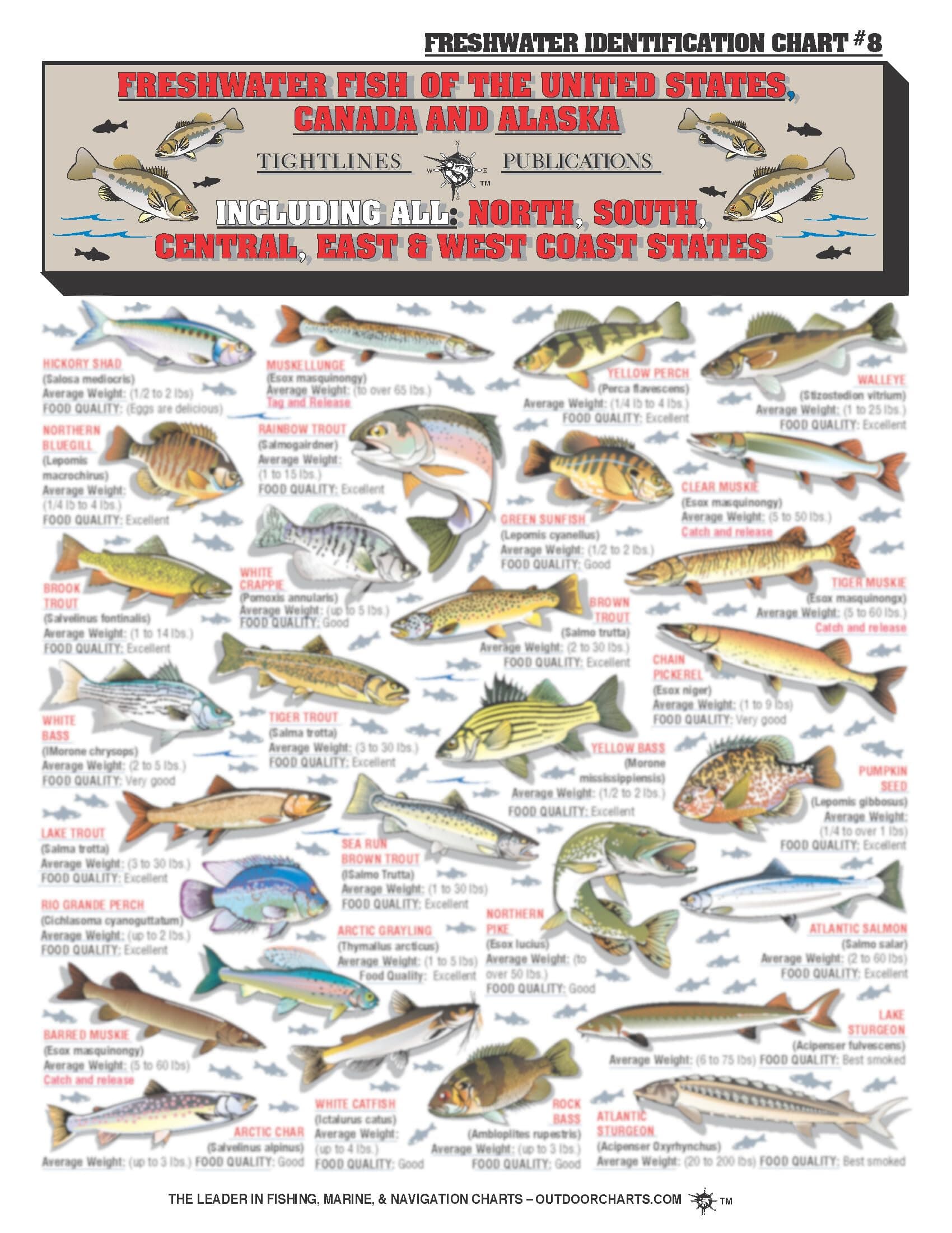 Fishermans Freshwater Fish Chart #8
