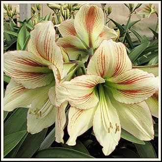 Ornaments Amaryllis Bulk Enjoyable Balcony Decoration,Fast Grow-2bulbs-L