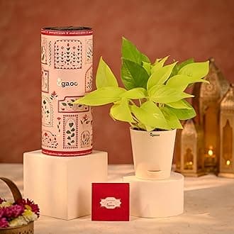 Ugaoo Golden Money Plant Diwali Gift - Golden Money Live Plant | Self Watering Pot |Greeting Card | Plant as a Diwali Gift