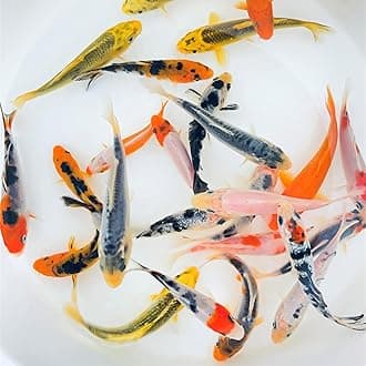 Toledo Goldfish Standard Fin Koi, Variety of Colors and Patterns - Beautiful Live Fish Perfect for Ponds, Tanks, and Aquariums - 3-4 Inches, 3 Count