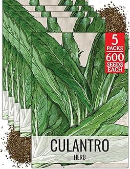 Seed Needs Culantro Seeds for Planting Mexican Coriander - Non-GMO Heirloom & Untreated Culinary/Medicinal Herbs to Grow an Indoor/Outdoor Herb Garden (5 Packs)