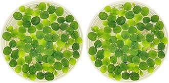 Water Spangle, Salvinia Minima, Live Aquarium/Aquatic/Freshwater/Floating/Pond Plant/Planted Tank/Aquascaping/Paludarium by Aquarium Plant Center (24 Plants, 120+ Leaves)