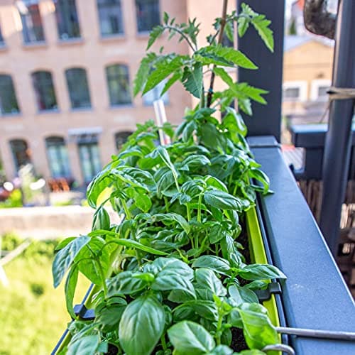 Kitchen Herb Seed Set